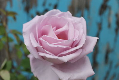 Close-up of pink rose