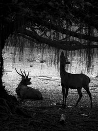 Deer in a forest