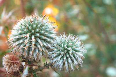 Close-up of flowering plant