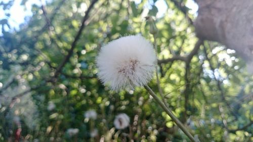 Close-up of dandelion flower