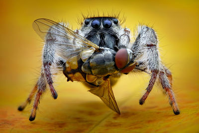 Jumping spider eating fly