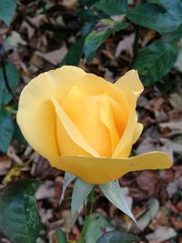 Close-up of yellow flower blooming outdoors