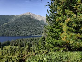 Scenic view of pine trees by mountains against sky