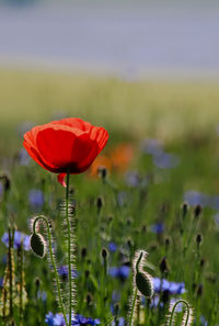 Close-up of poppy blooming on field