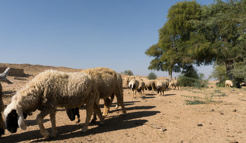 Horses walking on landscape against clear sky