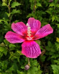 Close-up of flower blooming outdoors