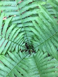 Full frame shot of fresh green leaves