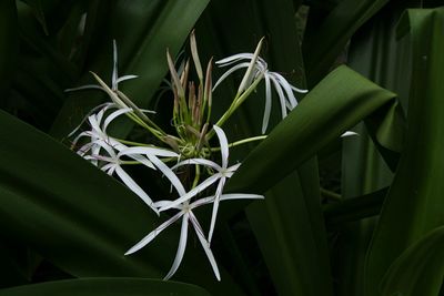 Close-up of plant