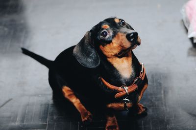 High angle view of dog sitting on floor