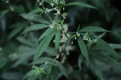 Close-up of fresh green plant