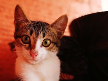 Close-up portrait of cat