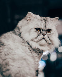 Close-up portrait of a cat