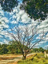 Trees on field against sky