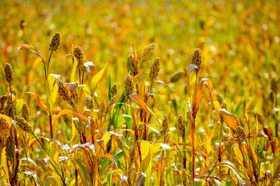 Close-up of yellow flowering plants on field