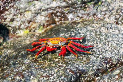 Close-up of crab on ground