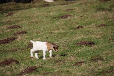 Sheep standing in a field