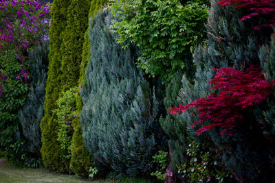 Different trees forming a hedge