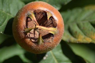 Close-up of lemon growing on plant