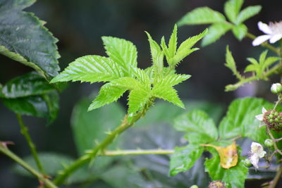 Close-up of green leaves on plant