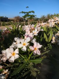 Close-up of white flowering plants against sky