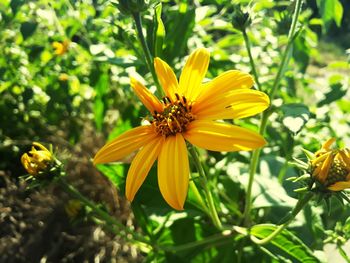 Close-up of yellow flower