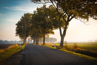 Empty road along trees and plants