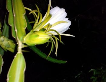 Close-up of fresh flower blooming in garden