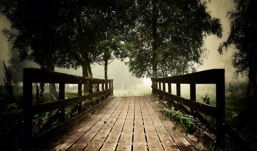Footpath amidst trees