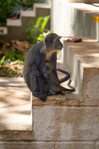 Monkey sitting on a wall