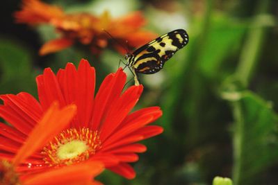 Close-up of butterfly pollinating on flower