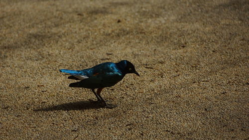 High angle view of bird on sand