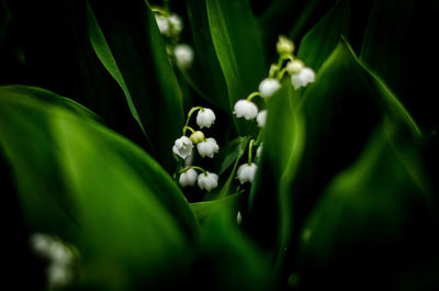 Close-up of flowering plant