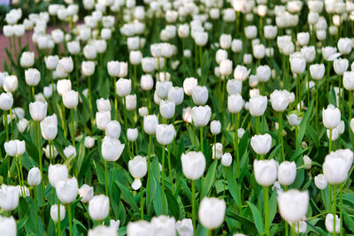 Close-up of white flowering plants on field