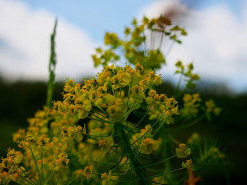 Close-up of yellow flowering plant on field