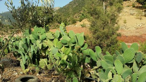 Close-up of fresh green plant against sky