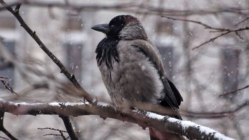 Close-up of bird perching on frozen tree during winter