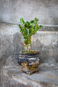 Close-up of potted plant against wall