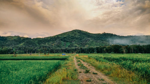 Scenic view of field against sky