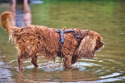 View of dog on wet lake