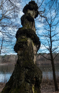 Close-up of tree trunk against sky