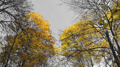 Low angle view of autumn tree against sky
