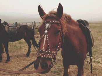 Horse in stable