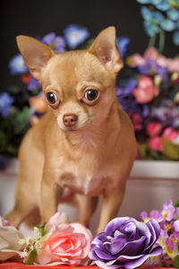 Close-up of a dog