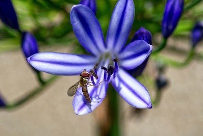 Close-up of hoverfly pollinating on purple agapanthus flower