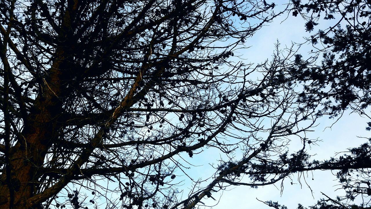 LOW ANGLE VIEW OF SILHOUETTE BARE TREE AGAINST SKY