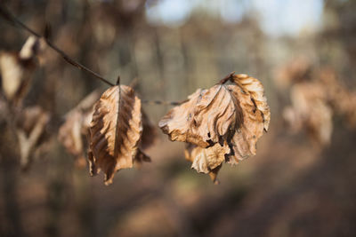 Close-up of wilted plant