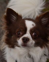 Close-up portrait of a dog