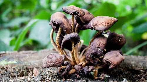 Close-up of mushrooms growing on field