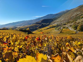 Scenic vineyards against sky