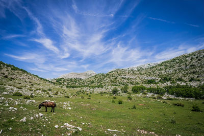 Horse grazing on field against sky